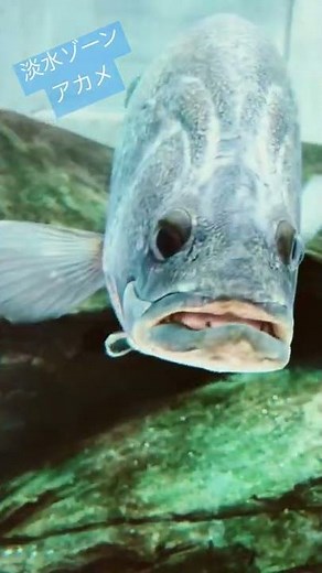 【四国水族館】１分deアカメ#shorts
