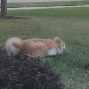 Does your cat enjoy #FatFriday too often? Make sure they’re getting exercise and a good diet http://bit.ly/fitcatNY | Argos Pet Insurance