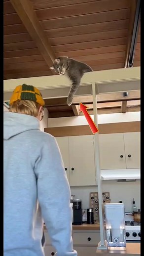 Epic Hilarious Cats: Comedy Moments You Can't Miss