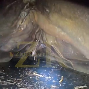 Chinhoyi Caves Situated in northern Zimbabwe, 76 miles (122 kms) North West of Harare Chinoyi Caves (formerly known as Sinoia Caves) have long been a popular stop off point for travellers on their way to Kariba, campers and day visitors from Harare enjoying a picnic. The limestone caves were first discovered by Frederick Courtney Selous in 1887 which he later described in his writings in 1888. The history of the caves goes back long before this period and excavations in and near the caves have r