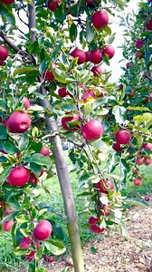 Gala Apple Tree Hacklebarney Farm | Che Thompson