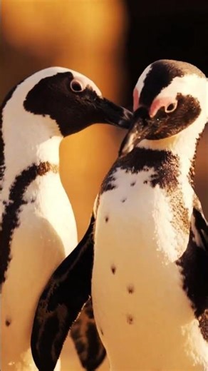 Peaceful Gayageum Melody 🎋 Relaxing Music Asian #wildlife #relaxingmusic #nature #shorts #animals