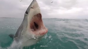 Watch what happens when a shark smells blood in the water