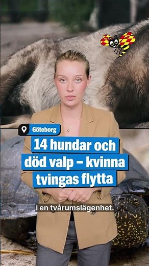 14 hundar och död valp – kvinna tvingas flytta