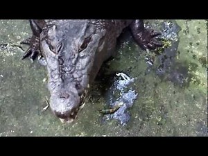 Crocodile eats crab.