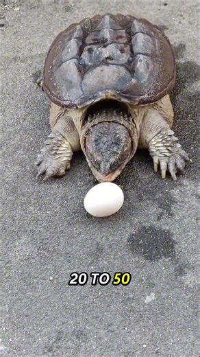 What Happens If a Snapping Turtle Tries to Bite a Cat ?