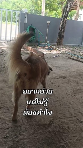 ลูกรักเขา #หมาไทยน่ารัก #puppy #pets
