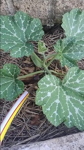 The Best Time to Water Your Vegetable Garden: The Mistake Everyone Makes! 🌱💧