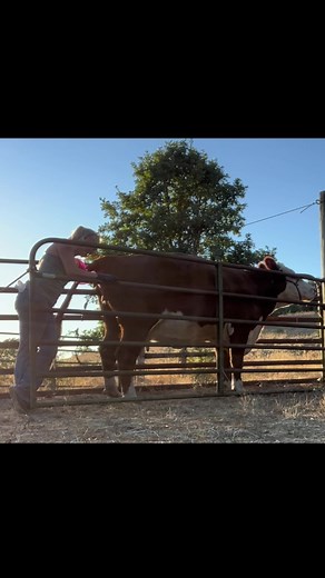Breeding cows 101. This is one of the most valuable skills I learned while at OSU. I like being able to choose which sire is best fit for my cows and not having to keep a bull 365 days a year. #cows #cowbreeding #babymaker #hereford #herefordcattle #beef #baby #artificialinsemination #farmher #corvallisoregon #smallfarm