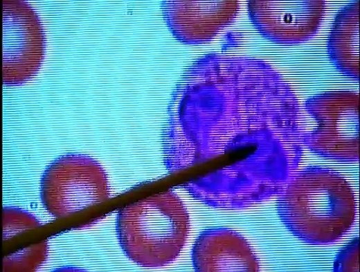 Bill Nye - The Science Guy - S05 - E03 - Genes