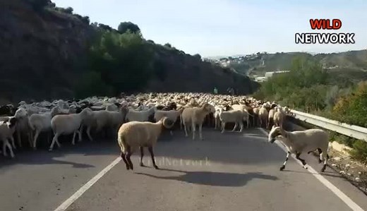 Animal fights (@wild_animal_fight)’s videos with original sound - Animal fights