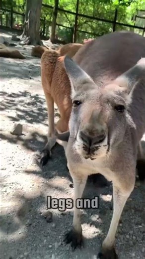 Mistakes You Should NEVER Make With These Animals 😨 #shorts #wildlife #animals