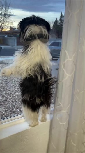 #shihtzu #pet#shihtzusoftiktok #crazydogs #playtime #cutebaby #funnydogs #puppy #puppylove #dogsoftiktok