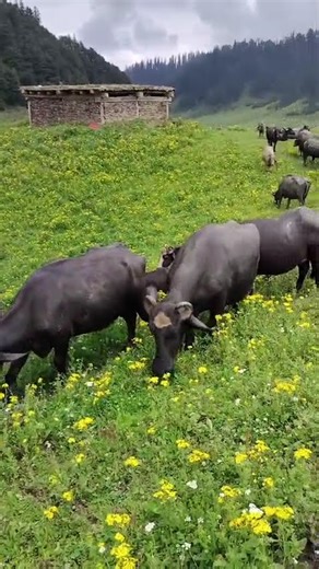 gojri song video short video viral plzzzz subscribe like comment share