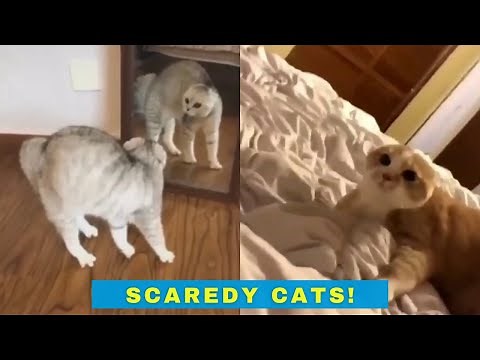 Scaredy Cats - Funny videos of cats getting a little scared