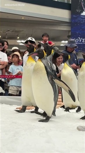 涼しい館内を行進！🐧✨「オウサマペンギンパレード」スタート！#アドベンチャーワールド