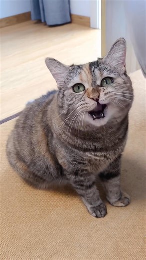 I've had enough, thank you #kitty #cute | GuangDang