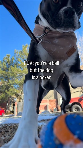 Ozzy the Boxer Dog on Instagram: "pouncing >>>>> fetching #boxerdog #boxerdogfans #doggolove #pov #doggosofinstagram"