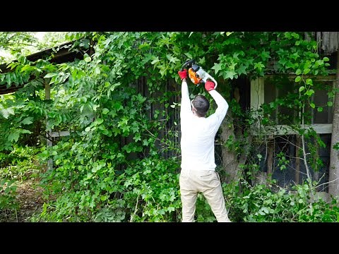 It LOOKED like a JUNGLE. We MOWED it for FREE! SATISFYING yard TRANSFORMATION