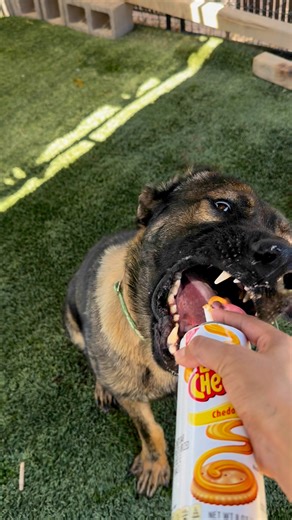 9.3K views · 193 reactions | This cutie is Columbo (A273543)! Columbo was found as a stray in early May in Maricopa. What we’ve learned about Columbo so far is that he is a BIG happy puppy! Columbo is very sweet with people and gets along with other dogs.  Columbo is available for adoption,foster, rescue, and eligible to go on field trips!  | Pinal County Animal Care and Control | Facebook