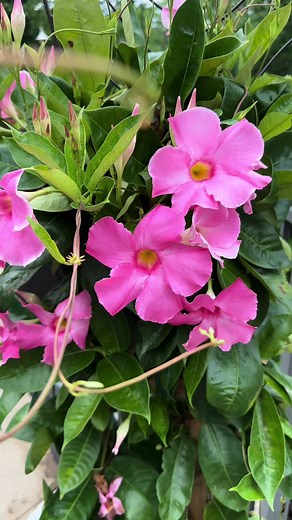 Mandevilla 🌸 #mandevilla #mandevillaplant #trellis #pink #pinkflowers #gardening #pottedplant #climbingplants #beautiful #flowers