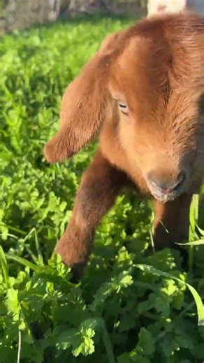 Beautiful Goat Video||Asmr satisfying video||#youtubeshorts #ytshorts #unfrezzmyaccount#asmr