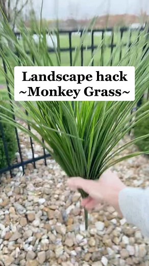Innovative Landscape Hack: Monkey Grass Around Your Pool