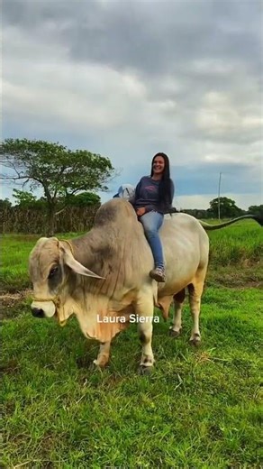 Crazy Girl Riding a Wild Bull 😱🔥 (You Won’t Believe This!)
