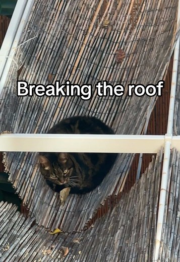 Breaking the Roof: Little Kitties in Rome