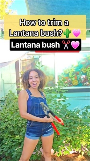 How to trim a Lantana 🌵❤️#Lantana #desertgarden