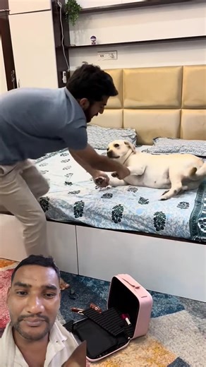 Hi I am Rubby. I am a labrador retriever#funnyshorts #viralshorts