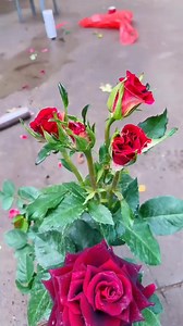 242K views · 3.6K reactions | How to grow a rose plant at home #reels #instagram | The Planto Facts | Facebook