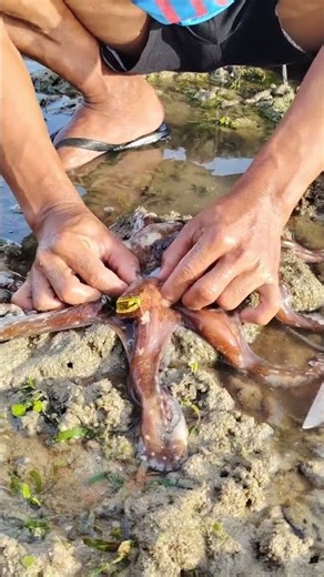 😱 Mysterious Octopus Found in a Tide Pool! 🐙 | Amazing Sea Creature