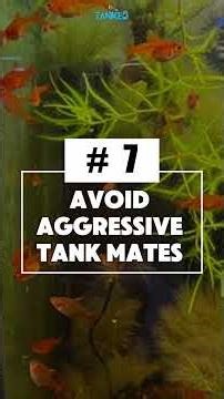 Ember Tetra: Small Fish, Big Glow | TANKED IND | @tanked_ind