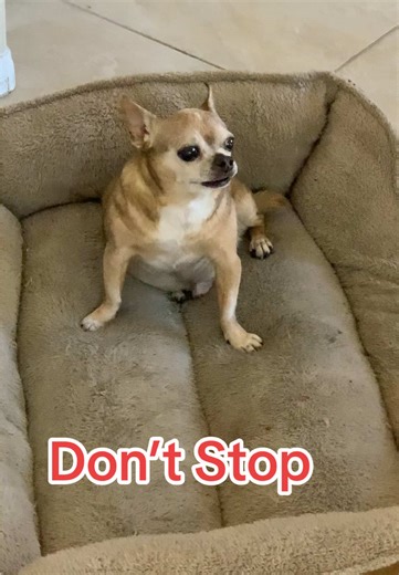 Screaming Chihuahua: Hilarious Dog Reactions