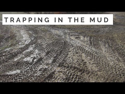 Trapping Coyotes in the Rain and Mud