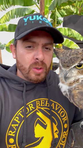 RAUL Búho Cornudo 🦉 #buho #owl #fyp | Raptor Behavior