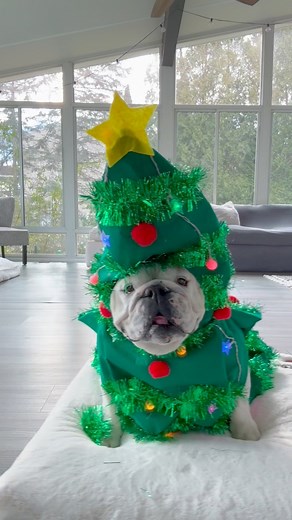 Are you sure about that?? ....🤔🎄😂 This tree is LIT! 😂🎄🙌🏻 #christmastree #christmasiscoming #bulldog | Eggnogthebulldog