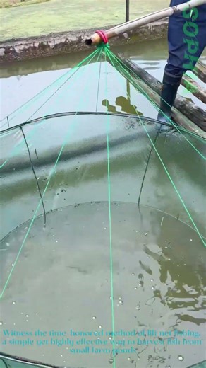 Satisfying Lift Net Fishing Catches a Pond Full of Fresh Fish in One Pull