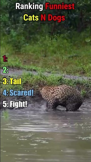 Ranking The Funniest Animal Moments Of All Time 😂