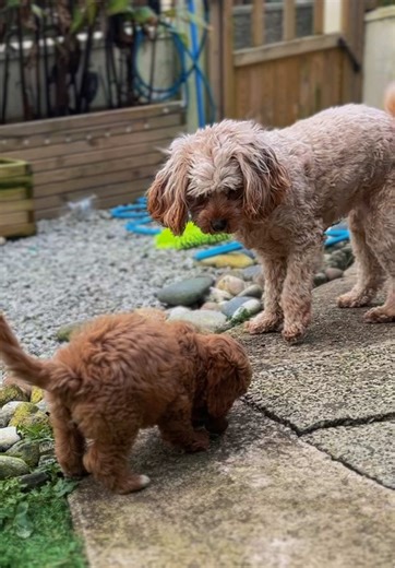 Teaching my little sister Margot to play with rocks in the garden 🩷#redcavapoo #cavapoo #puppytiktoker