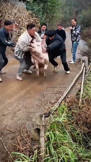 Manual Pig Weighing Method on Farm | Traditional Livestock Management
