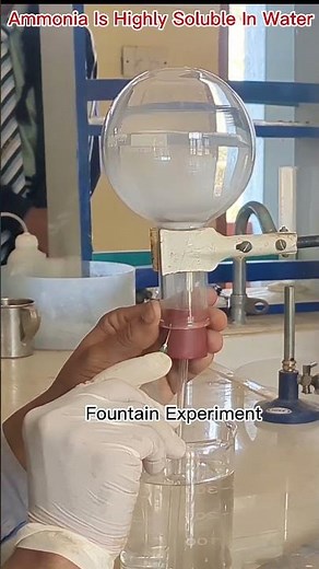 Ammonia Is Highly Soluble In Water Fountain Experiment #Ammonia #Fountain_Experiment #science