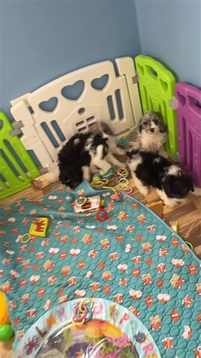 Look at these Cavapoos they are having the time of their playing with all the toys! I can't get over how cute they are! If you're interested in adopting one of them you can see all of their information on our website. https://www.foglesongsck.com/c-poos2 | Foglesong Spring Creek Puppies