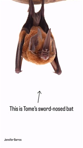 We need your help to save the bats of Brandon Hill Cave ❤️‍🩹 Loss of this single site would eliminate multiple bat populations from Utila entirely, with cascading impacts on remaining species and ecosystem functions across the island. Donate now and protect this delicate habitat. Link in bio 🦇 | Bat Conservation International