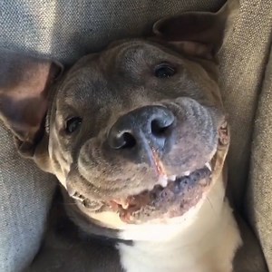 2.7M views · 10K reactions | Watch this silly pittie become the most patient foster dad ever  | Pittie Nation | Facebook