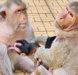 7K views · 117 reactions | Extremely cry baby monkey got drag her hand during got milk in the chest of mom by kidnapper | Monkey Daily TV | Facebook