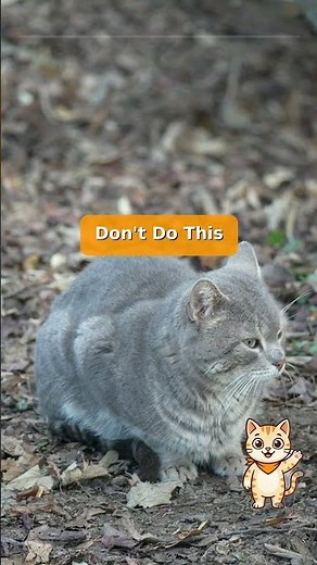 Litter Box Placement 🐱