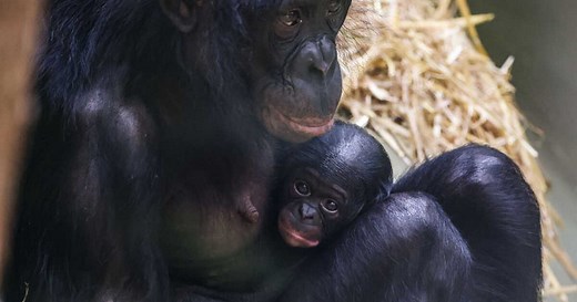Les bonobos sont optimistes quand ils entendent un rire