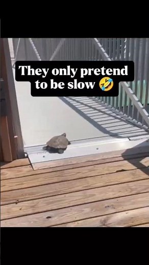 Wait… Turtles Can Move Like THIS? 😲🐢 #funnyanimals